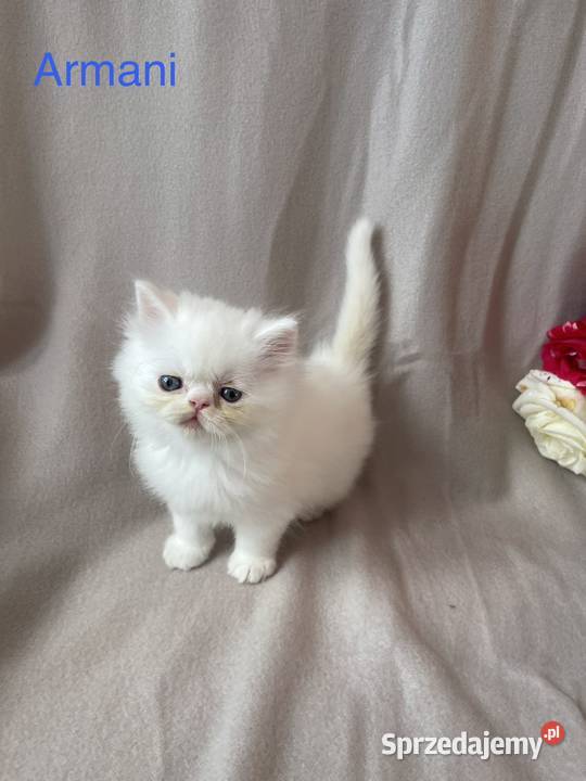 Koty perskie, kot perski, pers