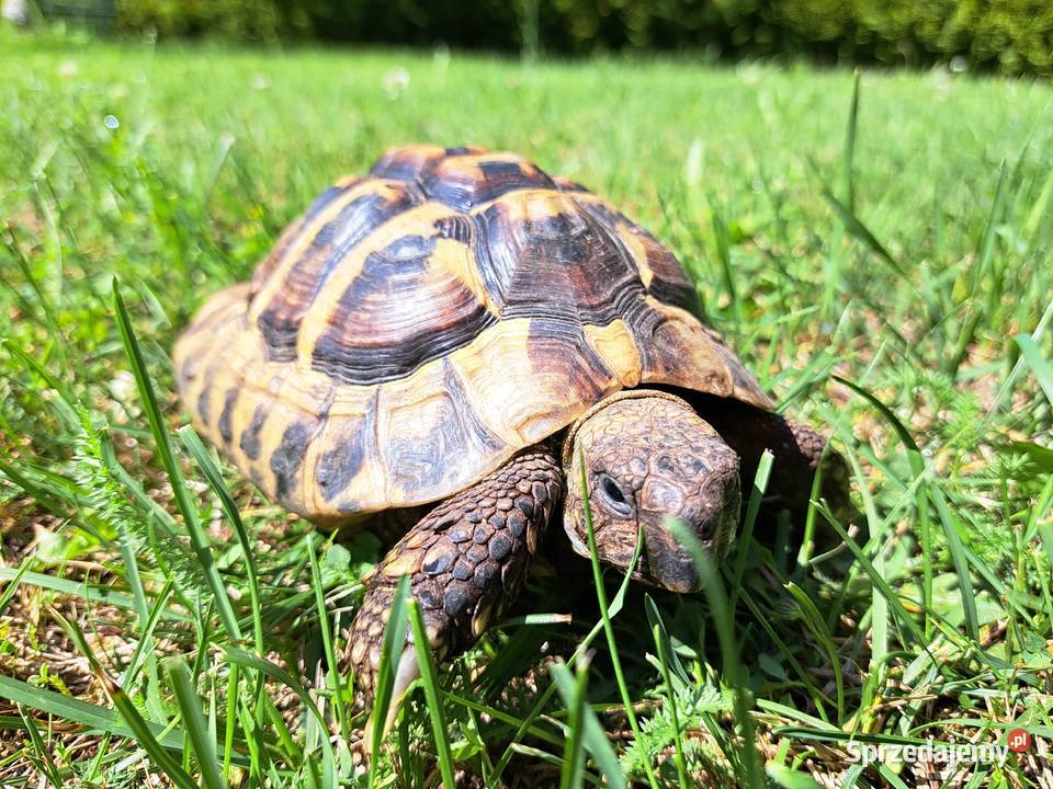 ŻÓŁW LĄDOWY GRECKI testudo hermanni 7lat sprzedam