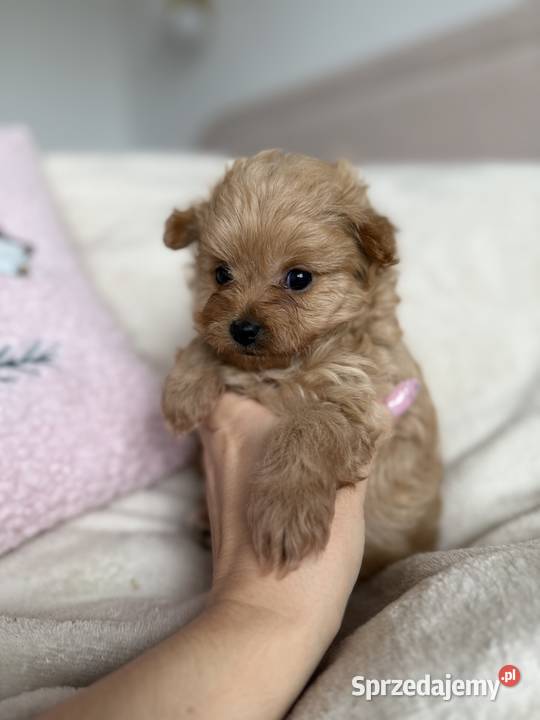 POMAPOO szpic miniaturowy pudel toy suczka łódzkie