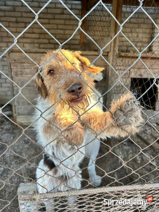 Oddam foxteriera Ludwin