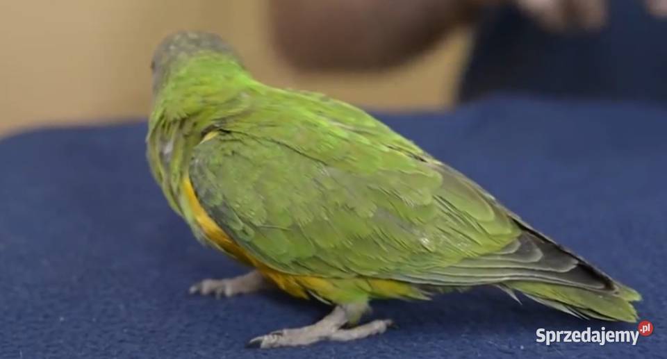 SENEGALKA AFRYKAŃSKA SAMICA 25 Ptaki śląskie Dąbrowa Górnicza sprzedam