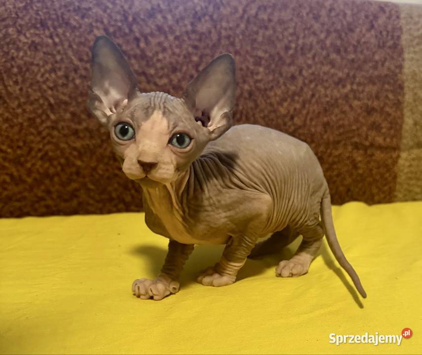 Sfinks kanadyjski Sfinks Grodzisk Mazowiecki