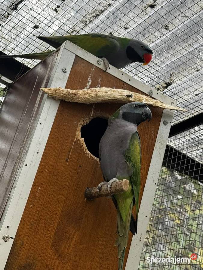 Papugi Aleksandretty Chińskie Rozelle Cisiec sprzedam
