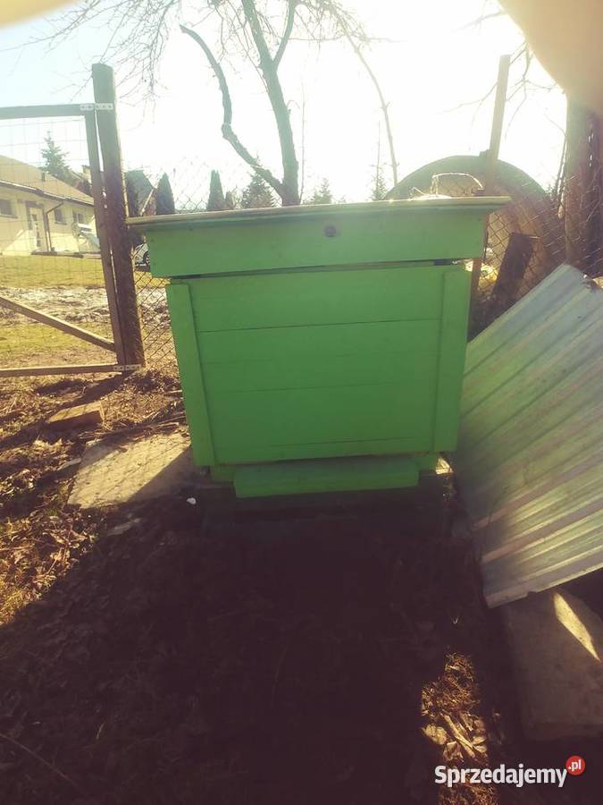 Ule wielkopolskie Brzozów