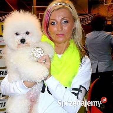 szczenięta bichon frise z rodowodem FCI do zachodniopomorskie Szczecin
