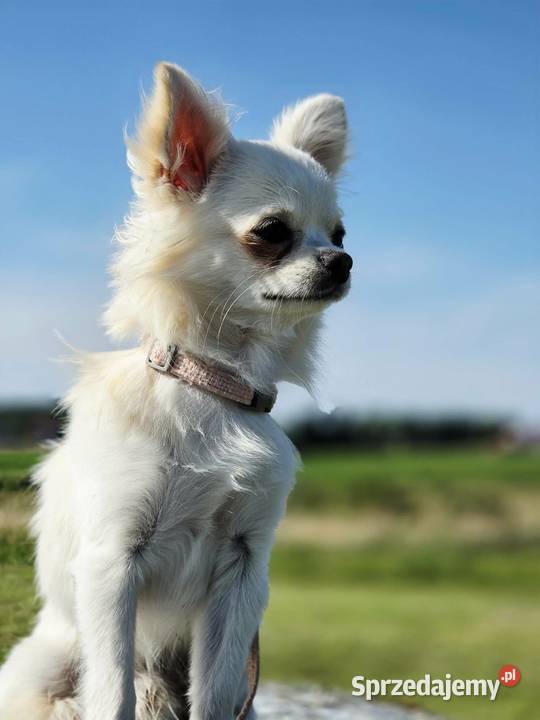 Chihuahua samiec Trąbki Wielkie