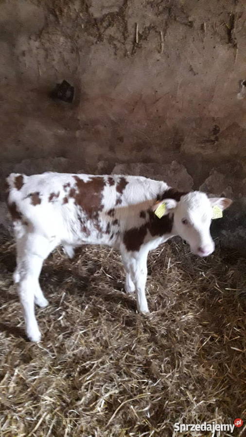 Byczki cielaki mięsne simental limousin kujawsko-pomorskie