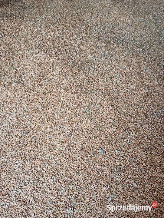 Pszenica ozima su banatus 2025 Jasło sprzedam