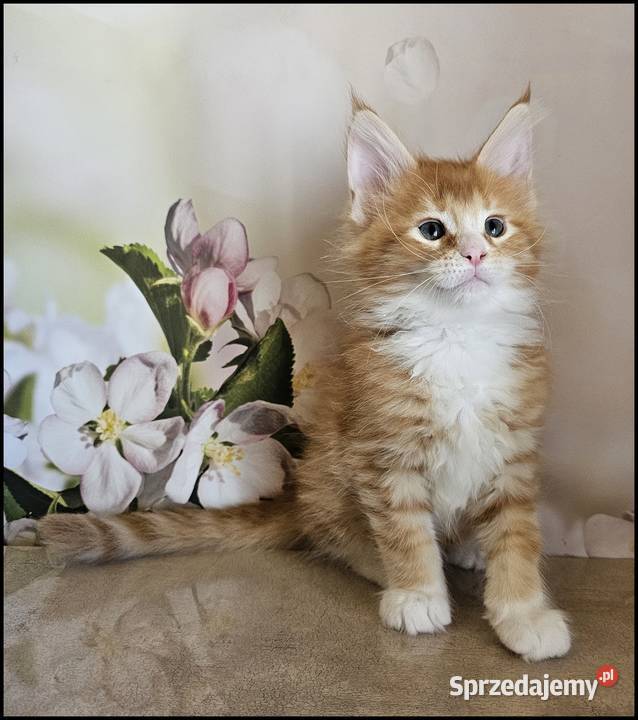 Kocurek Maine Coon Necati Maine Coon Kraków