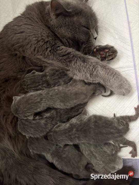 Kot brytyjski krótkowłosy niebieski z rodowodem Węgrów