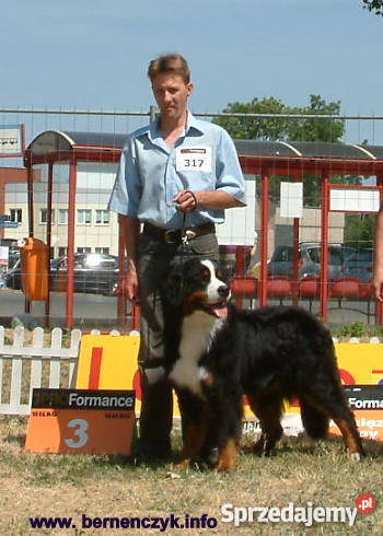 Reproduktor Berneński Pies Pasterski krycie kujawsko-pomorskie