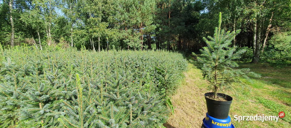Świerk serbski duże sadzonki w doniczkach Wisznice
