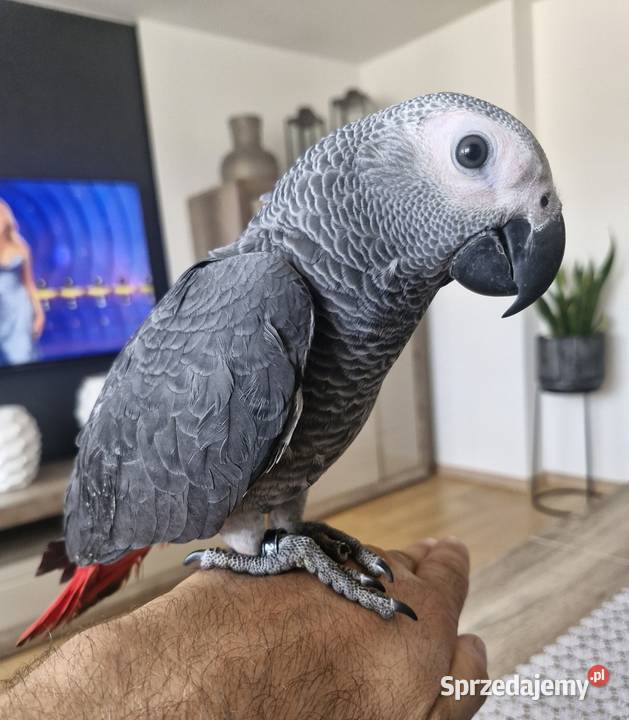 Żako samiczka ręcznie karmiona super oswojona z opolskie Zakrzów Turawski sprzedam