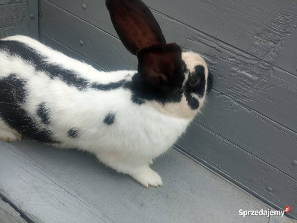Króliki mieszance srokacz niemiecki młode biało Ryczywół