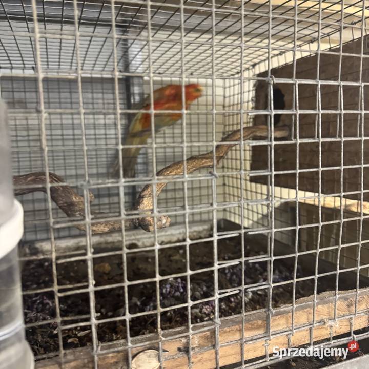 Sprzedam papugi Pawłowice sprzedam