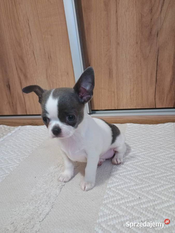 Chihuahua dziewczynka piękna Kleszczów