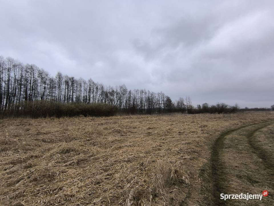 Łąka nieużytki Ryki