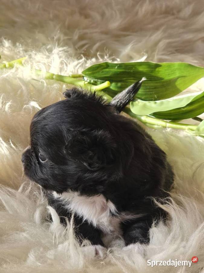 Chihuahua Czarna Maleńka Sunia sprzedam