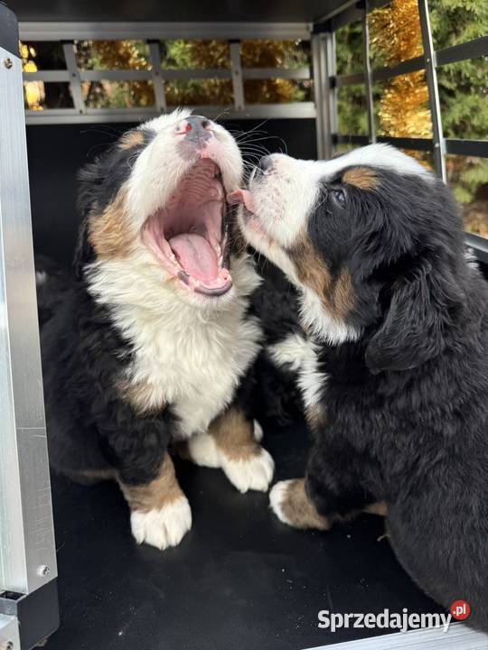 Piękna sunia Berneński Pies Pasterski z Nowy Sącz