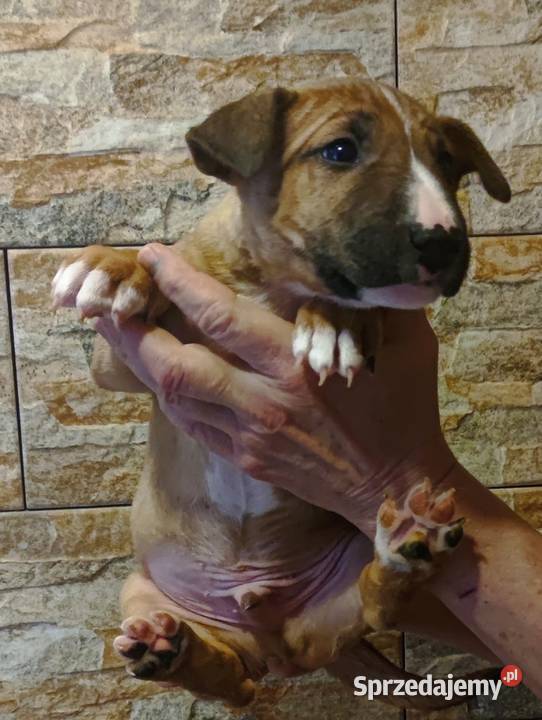 Bulterier miniaturowy FCI ZKwP