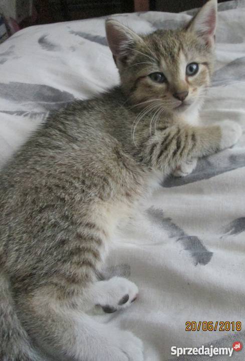 Mały śliczny Kiciuś do adopcji Koty