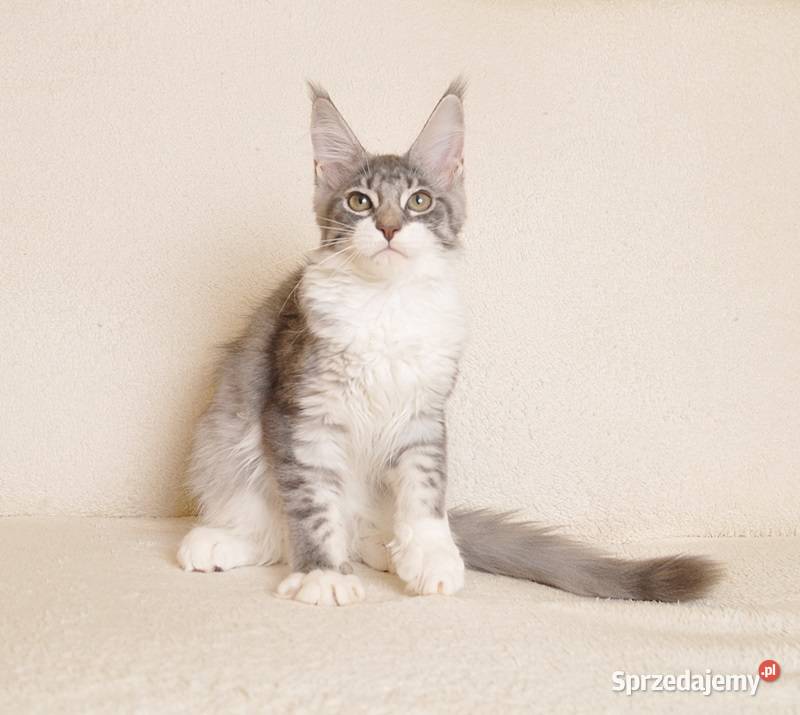 Przepiękna koteczka Maine Coon GOTOWA DO ODBIORU Białystok