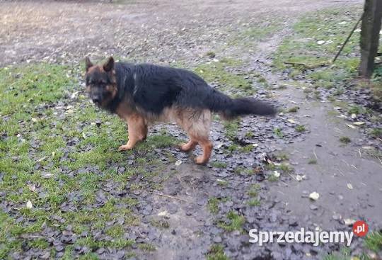 Owczarek niemiecki Szczenięta z rodowodem SWKiPR Owczarek Opoczno
