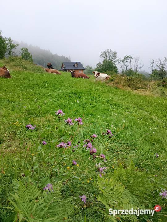 Domek w górach do wynajęcia Nowy Targ Zakopane Obidowa sprzedam