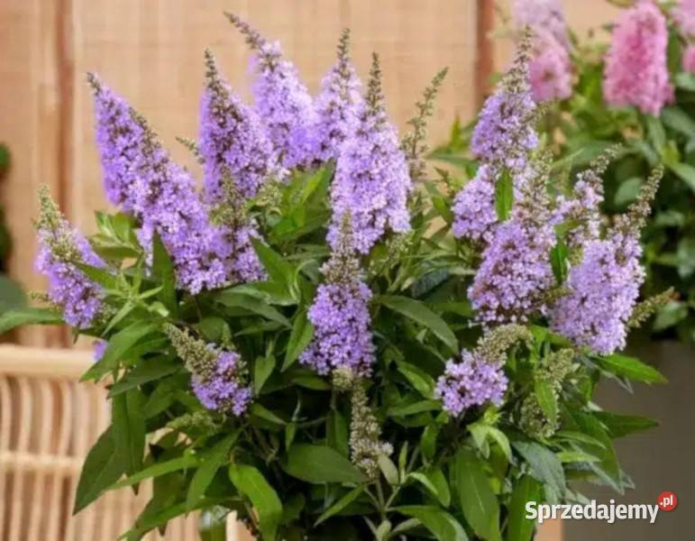 BUDLEJA BUTTERFLY CANDY LITTLE LILA sadzonki w kujawsko-pomorskie Ustronie
