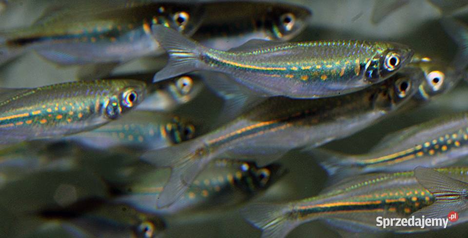 Danio malabarski Devario malabaricus Malabarskie Gdańsk