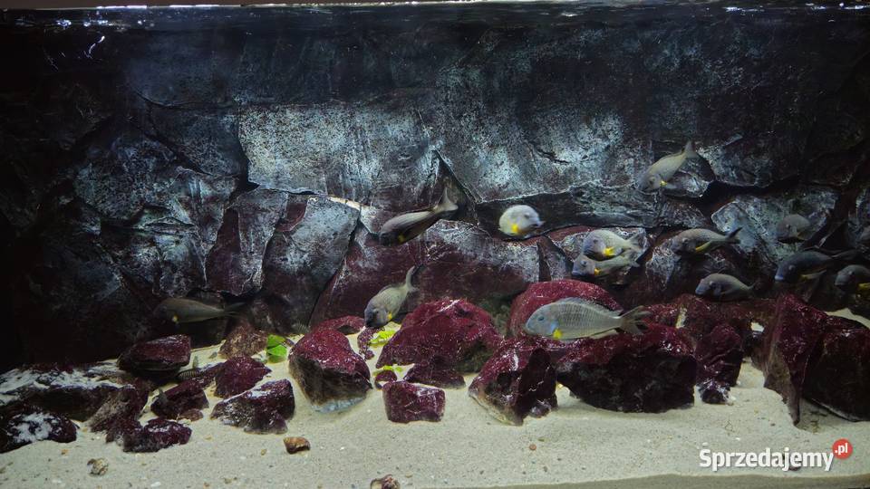 Akwarium z rybami WF Tropheus sp Crescentic Lesko