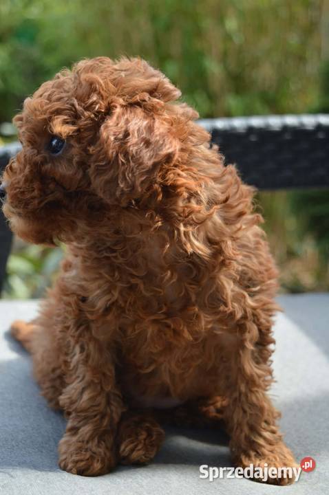 Pudel miniatura red suczkapiesek Zgierz sprzedam