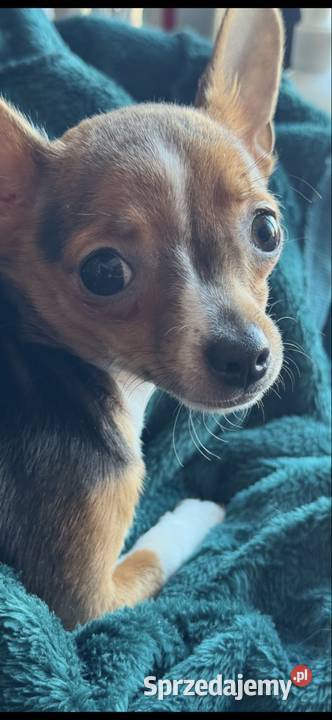 Cudowna xxs Pinczerka