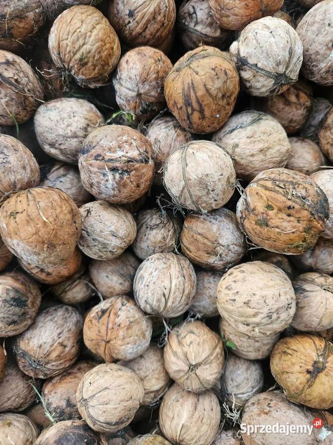 Orzechy włoskie świeże mokre łódzkie