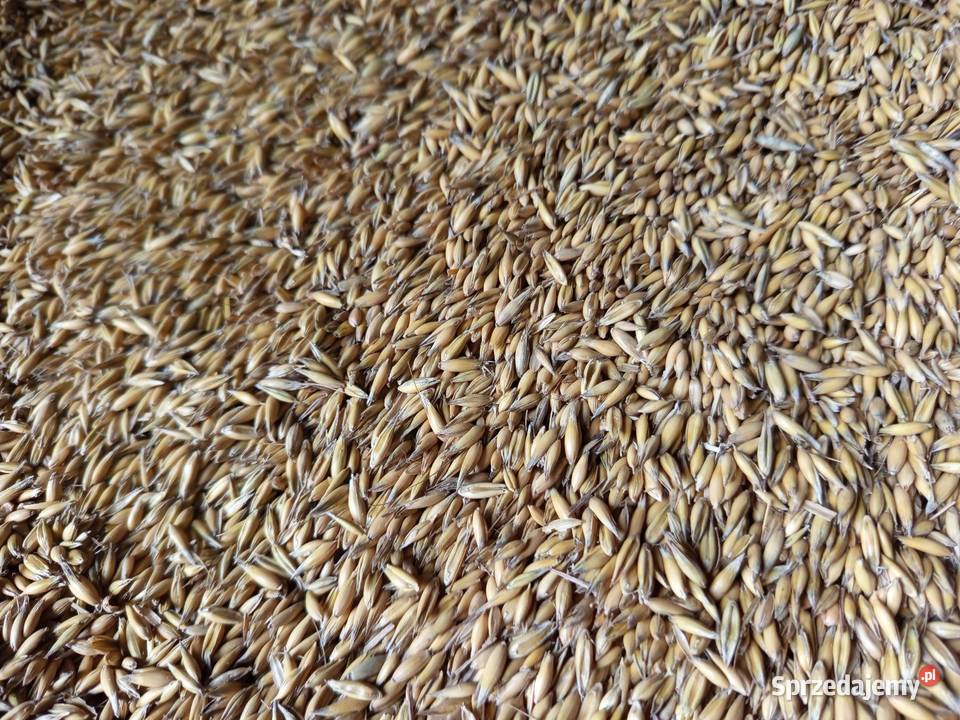 OWIES zwyczajny refleks Piaski