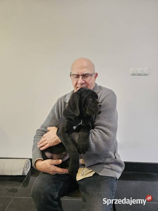 Cane Corso szczenięta 10 tygodni czarne Strzeniówka sprzedam