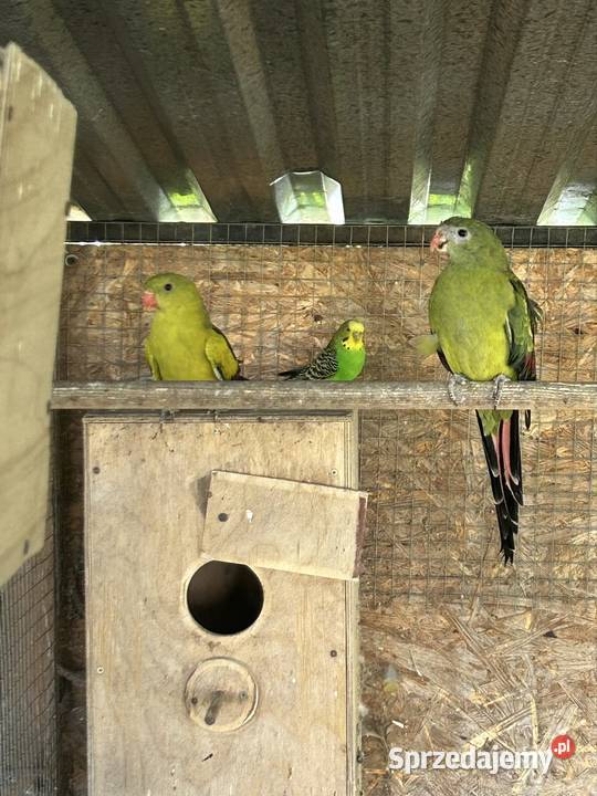 Papuga górska Mylin