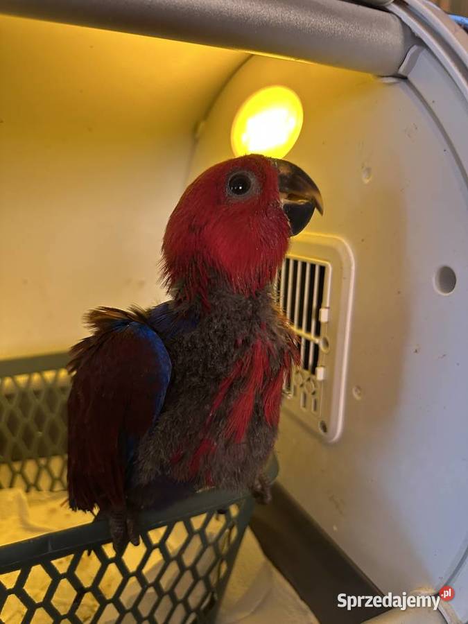 Lora wielkaBarwnica zwyczajnaEclectus roratus śląskie Pszczyna