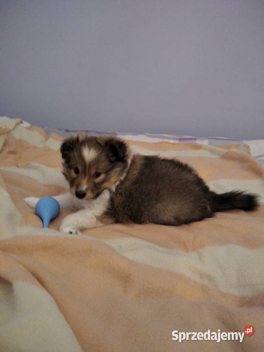 OWCZAREK SZETLANDZKI