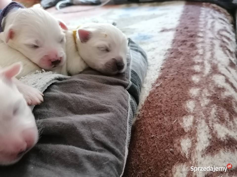 Piękny Maltańczyk z rodowodem Mysłowice