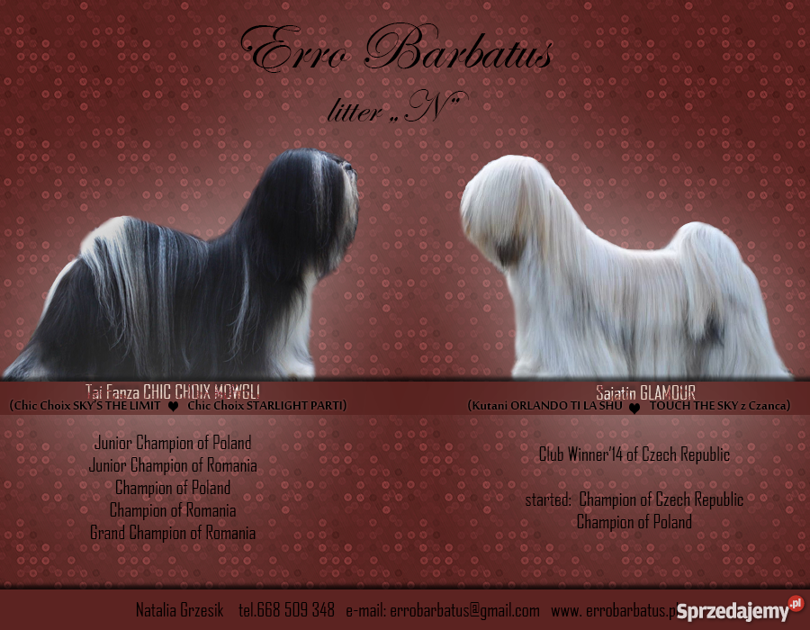 Lhasa Apso rodowodowe szczeniaki kuzyn Shih Tzu Tarnowskie Góry