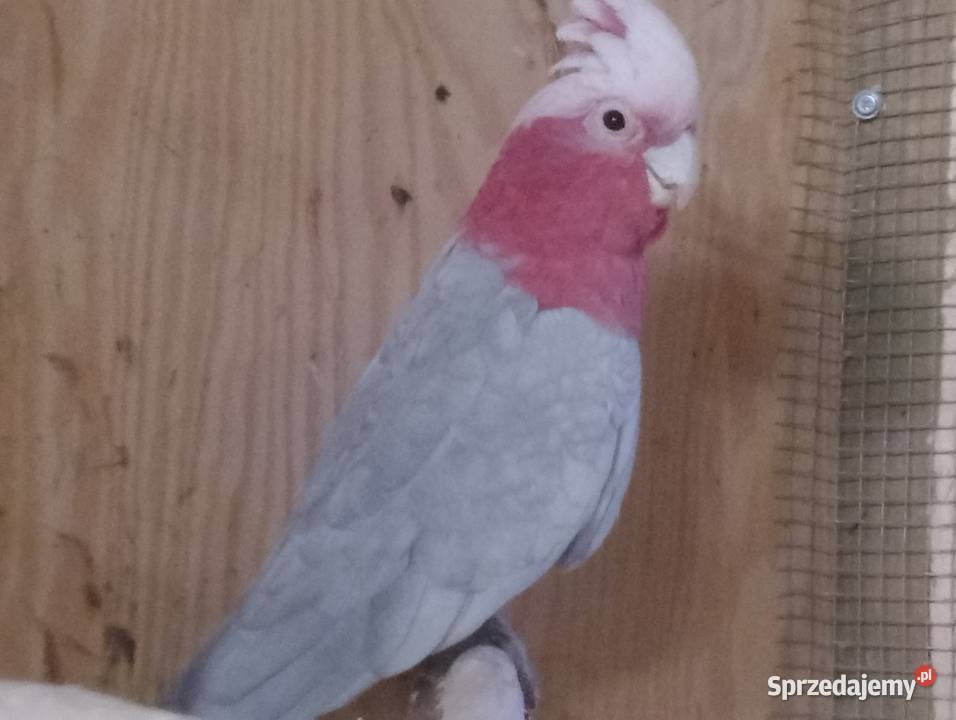 Sprzedam kakadu różowe wielkopolskie Dubin