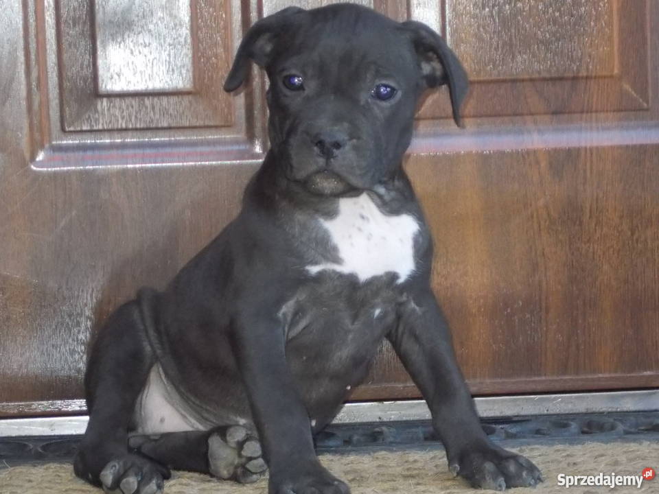 Suczka Czarna Amstaff mazowieckie Płock sprzedam
