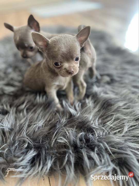 Chihuahua szczeniaki Piasek