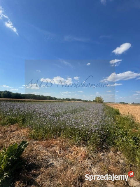 działka pod domy wolnostojące media Nowa Wola