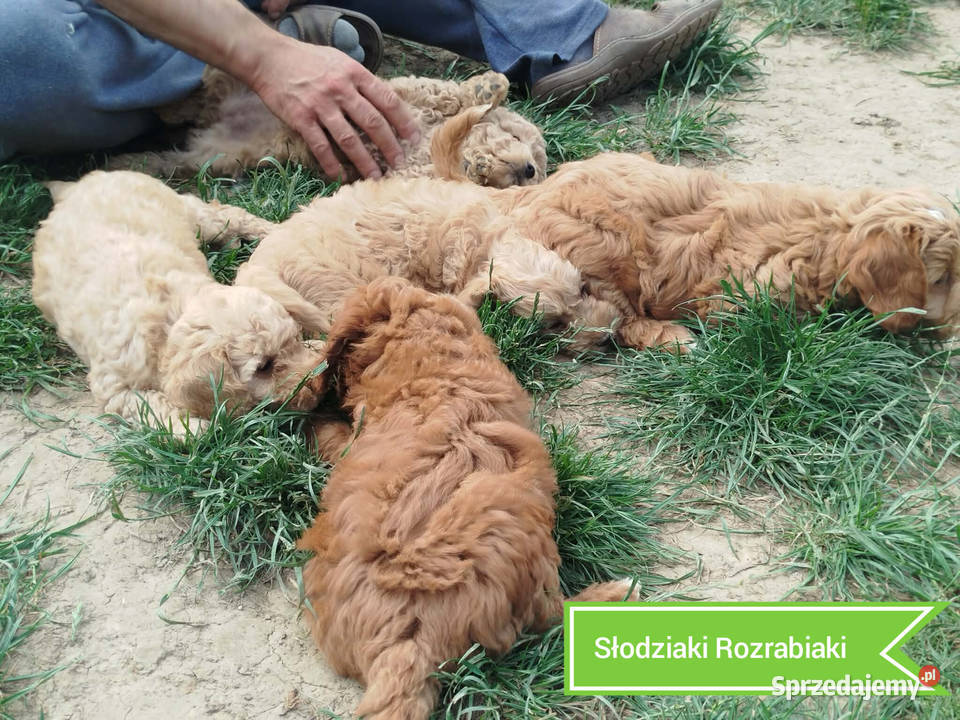 Goldendoodle F1B hybryda Rzeszów