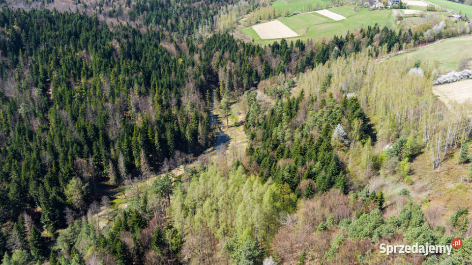 Na sprzedaż pastwisko zalesione w Jastrzębi Jastrzębia