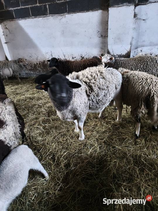 Sprzedam barana dopner Olszyna