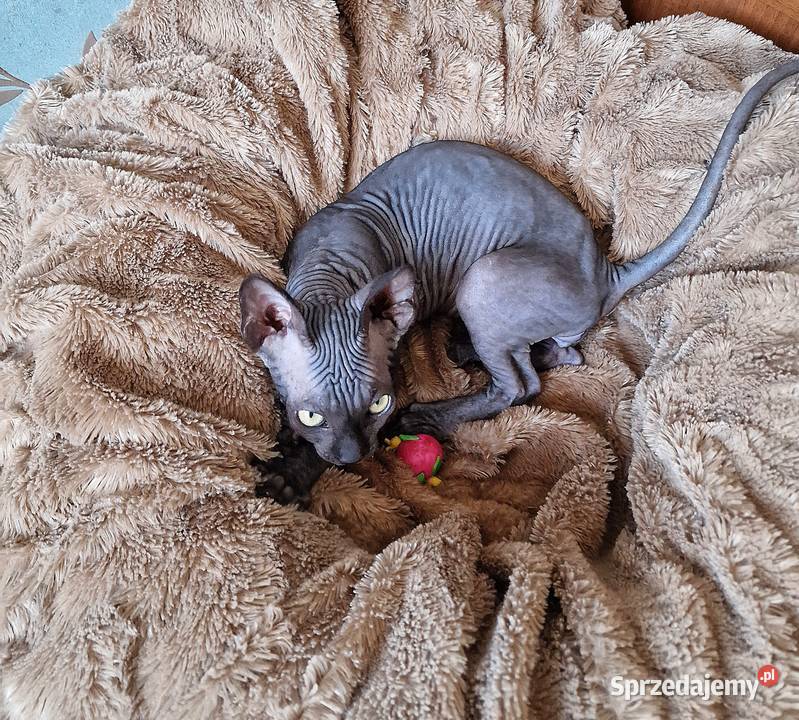 Sfinks Kanadyjski kocurek Jarocin sprzedam