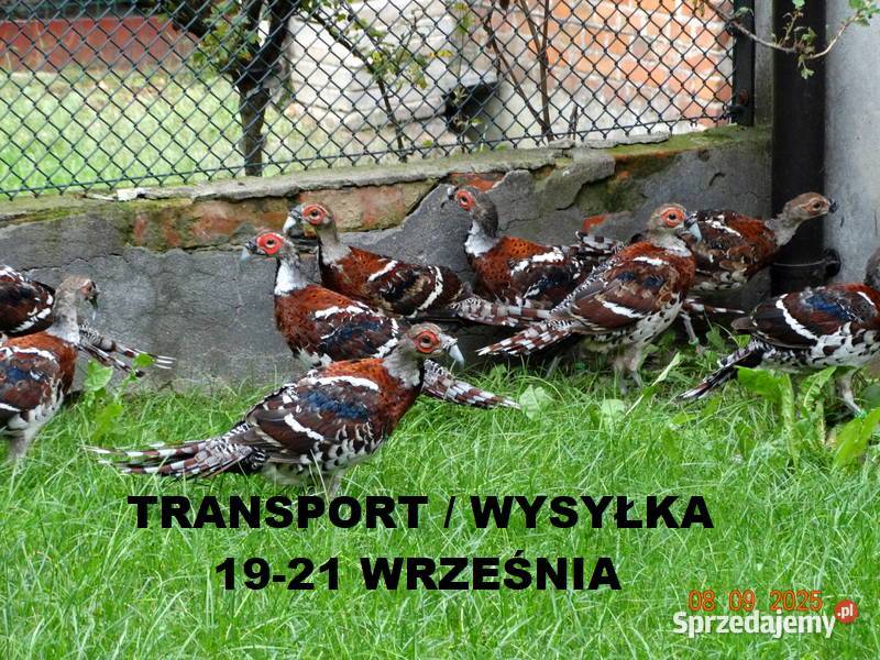 Sprzedam Bażanty Kasztanowe Elioty Bażant z 2025 Ptaki